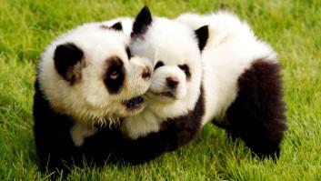 Un zoo chino pinta perros como osos pandas para intentar "atraer visitas"