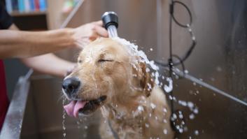 Otra ciudad se apunta a la moda de las duchas caninas