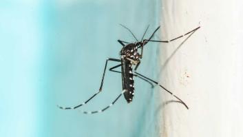 La OCU alerta sobre la propagación en España de los mosquitos más peligrosos para el ser humano