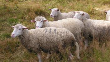 Una oveja en peligro de extinción es pieza clave del plan antiincendios del famoso parque de Madrid