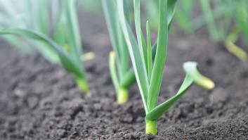 Entra en crisis el cultivo español presente en casi todos los platos