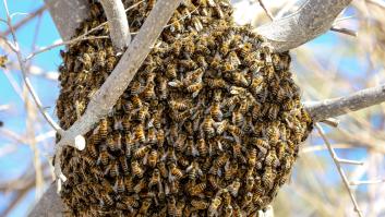 Descubren el sorprendente método de las abejas para detectar el cáncer de pulmón