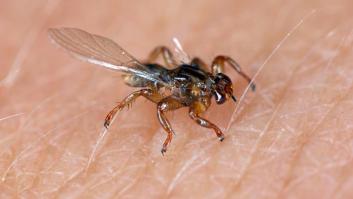 Las zonas que esconden unos parásitos voladores aún más repugnantes y molestos que las garrapatas