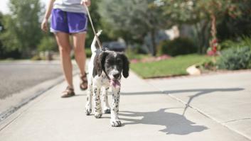 La regla de los 30 minutos y las dos horas para pasear al perro después de comer