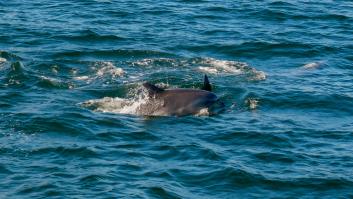 Galicia sufre una misteriosa avalancha de cetáceos muertos