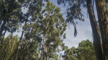 El gigantesco árbol español que empeora la sequía al beberse el agua ajena