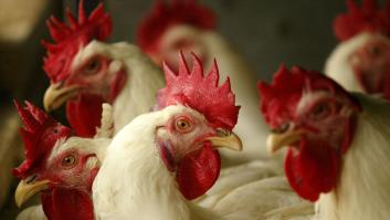 Australia notifica el primer caso de gripe aviar en un humano