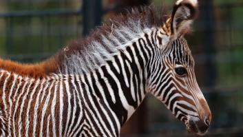 La reconversión del zoo de Vigo