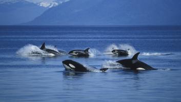 Avalancha de ataques de orcas en la costa española