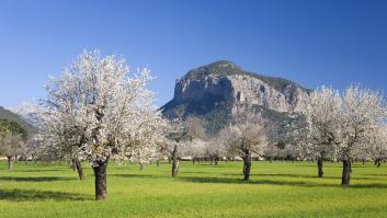 Desastre total con el fruto seco amado en España