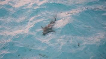 El norte de España da la voz de alarma por unos tiburones exóticos nunca vistos