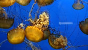 Las medusas gigantes entran en zona desconocida