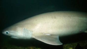 Un tiburón de 4,6 metros emerge de las profundidades mediterráneas y aparece en esta costa española