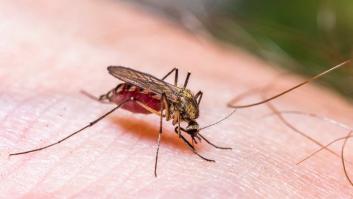 La región de España que prácticamente se queda sin mosquitos peligrosos gracias a la sequía