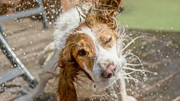 No es para refrescarse: la ciencia aclara por qué los perros se sacuden cuando están mojados