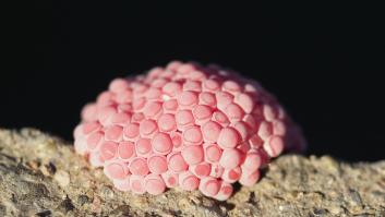 Cuidado con estos huevos rosas si los ves en tu jardín: contienen un animal prohibido en España y Europa