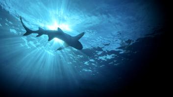 El tiburón muerto en Donosti amenaza con una emergencia sanitaria