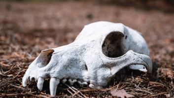La comunidad científica se une ante el desconcertante caso del misterioso cráneo de León