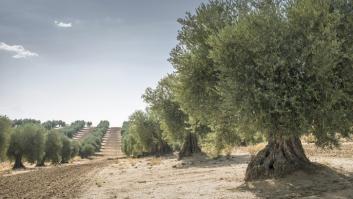 Los ladrones pasan a otro nivel por culpa del precio del aceite de oliva