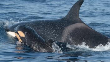 España pide ayuda a expertos internacionales para resolver los ataques de orcas en el Estrecho de Gibraltar