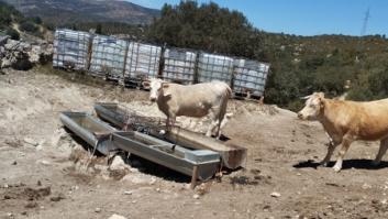 La trágica decisión de tener que sacrificar animales por culpa de la sequía en España