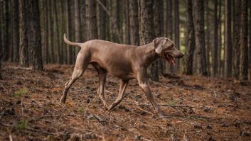 La plaga mortal para perros avanza de manera alarmanete en España