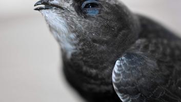 Amenazan con multas de 200.000 euros al que le toque una pluma al pájaro atípico que llega a España