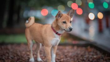 Esta es la raza de perro que menos ladra