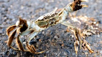 La desconcertante especie del cangrejo peludo pone en jaque a los pescadores