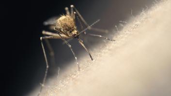 Golpe de toda la humanidad contra garrapatas, mosquitos y resto de plagas con este 'robo' científico