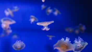 Activan todas las alertas por el nacimiento de millones de medusas en este rincón de España