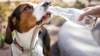 Los expertos avisan de la acción urgente para los perros en ola de calor: "No importa cómo lo hagamos"