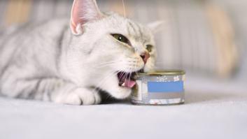 Una experta en mascotas alerta de las tres marcas de latitas famosas que jamás daría a su gato