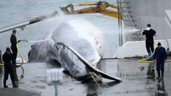 Islandia se mete en un buen lío por aprobar la pesca de la ballena monstruosa