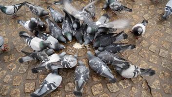 La multaza de hasta 3.000 euros que te puede caer por alimentar a las palomas de la calle