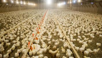 El millonario coste de adaptar los gallineros a la normativa