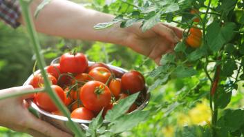 Los tomates prefieren el agua salada: estos son los múltiples beneficios si empiezas a regarlos con ella