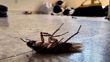 Ni trucos caseros ni pesticidas: la única forma de adelantarte a la invasión casera de cucarachas en verano