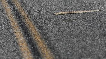 Aparece la inesperada especie invasora sobre ruedas: detienen a la primera serpiente 'motorizada' de Gran Canaria