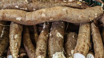 El alimento que consumen en Canarias y fortalece la memoria más que el pescado