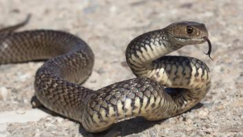 Un hombre que vivió en Australia alucina con el tamaño de una serpiente hallada en Ibiza