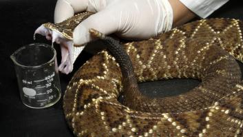La razón por la que las serpientes venenosas no se envenenan a sí mismas