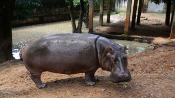 Una investigación concluye que los hipopótamos pueden despegar
