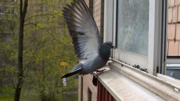 El eficaz truco con papel de aluminio para ahuyentar a los pájaros molestos