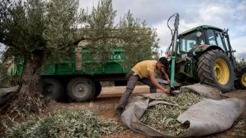 Encuentran la solución para los cultivos clave del aceite de oliva