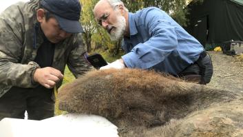 Un mamut para revivir animales que se han extinguido: un sueño "imposible" que puede estar más cerca