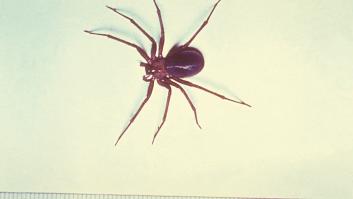 La araña más letal aparece en varias zonas de España: la picadura puede provocar la muerte