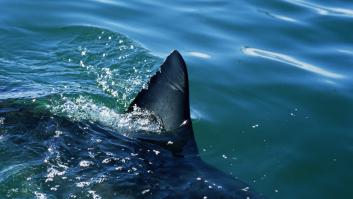 Estas son las playas de Andalucía con más riesgo de ver tiburones