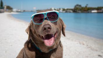 El truco seguro para saber si tu perro sabe nadar para evitar sustos este verano