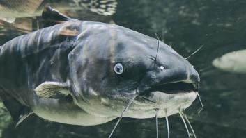 El pez monstruoso que dominará los ríos de España